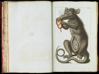 The Opossum, Didelphimorphia
